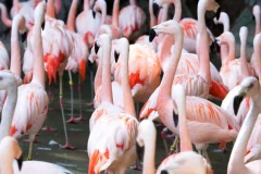 Zoo Atlanta