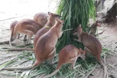 Zoo Negara
