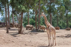 Zoo Santo Inácio